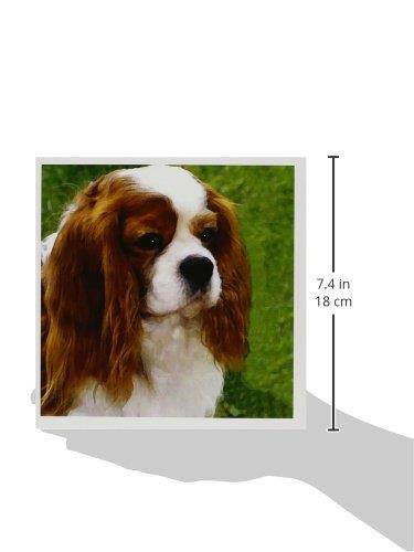 3dRose Cavalier King Charles Spaniels - Greeting Cards, 6 x 6 inches, set of 12 (gc_980_2)