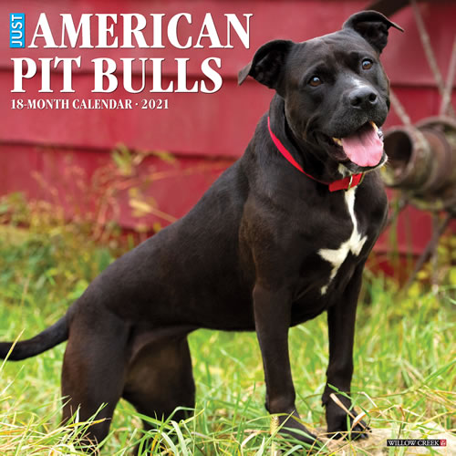 2021 American Pit Bull Terriers Wall