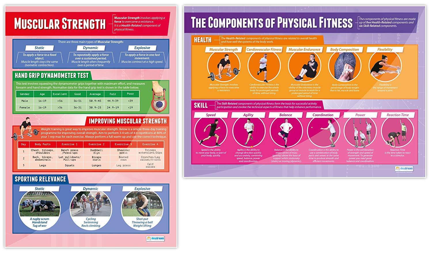 Components of Physical Fitness - Set of 12 PE Posters | Classroom Posters for PE | Gloss Paper measuring 33  x 23.5  | Phys Ed School Posters | Physical Education Gym Charts, by Daydream Education