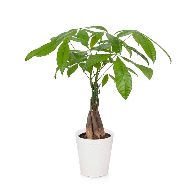 Just Add Ice 5" Money Tree in Ceramic