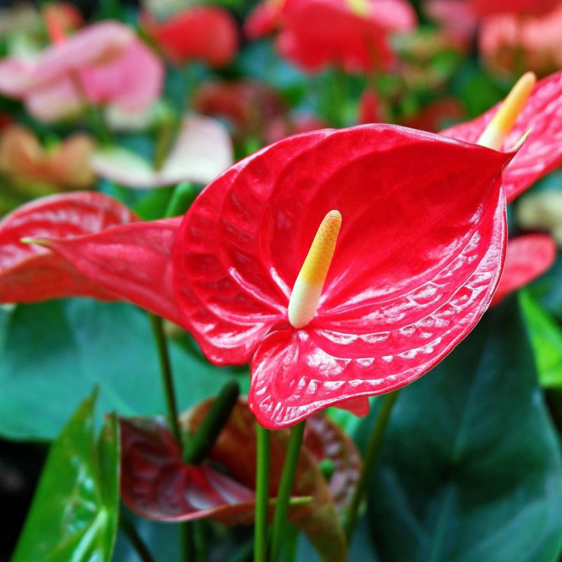 Anthurium Fire Glow - National Plant Network