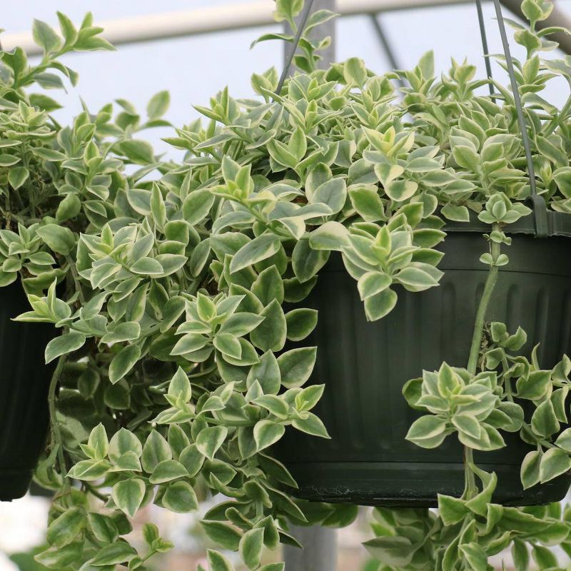 Dorotheanthus Livingstone Daisy - National Plant Network