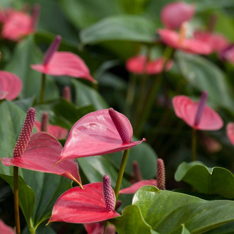 Just Add Ice 5" Pink Anthurium in Ceramic