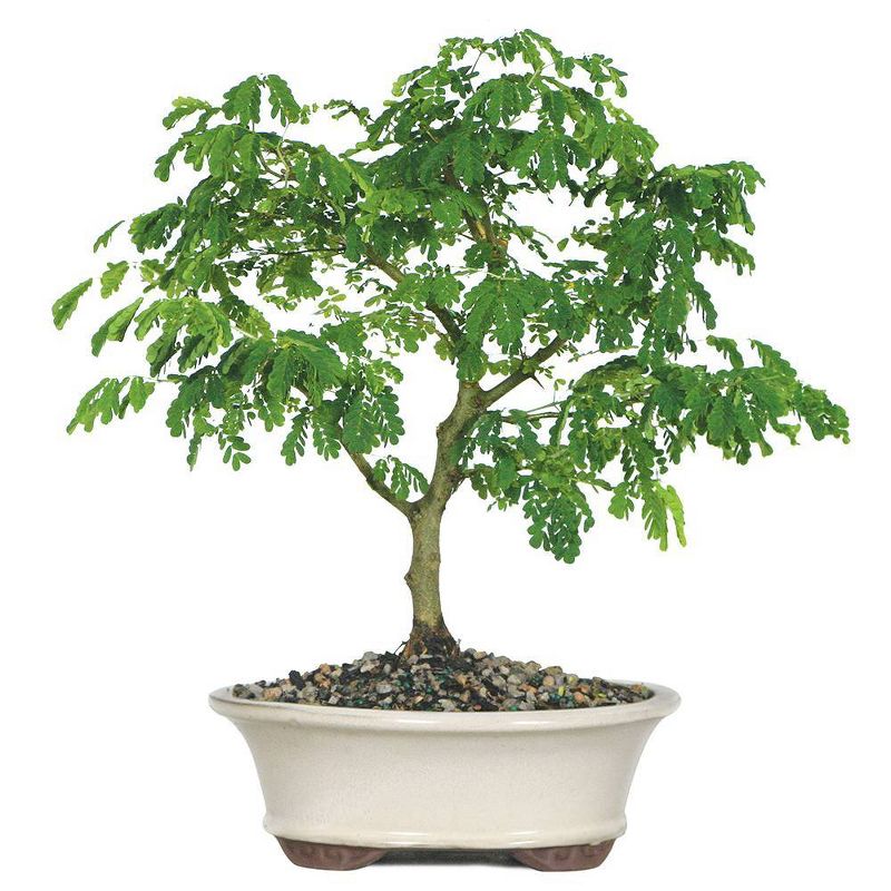 Large Brazilian Rain Tree Indoor Live Houseplant - Brussel's Bonsai