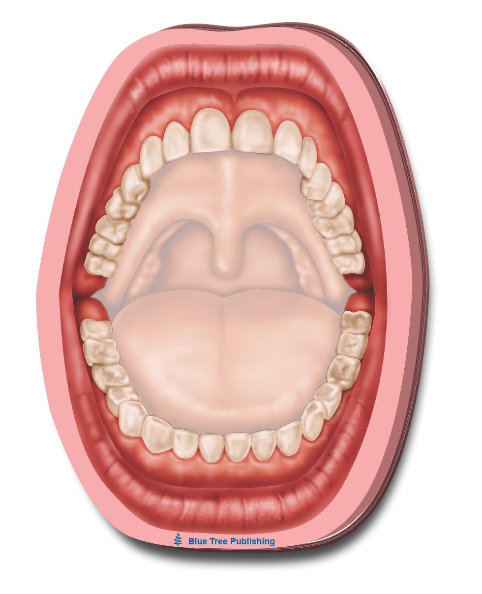 Anatomy Sticky Notes (Mouth 4 pack)