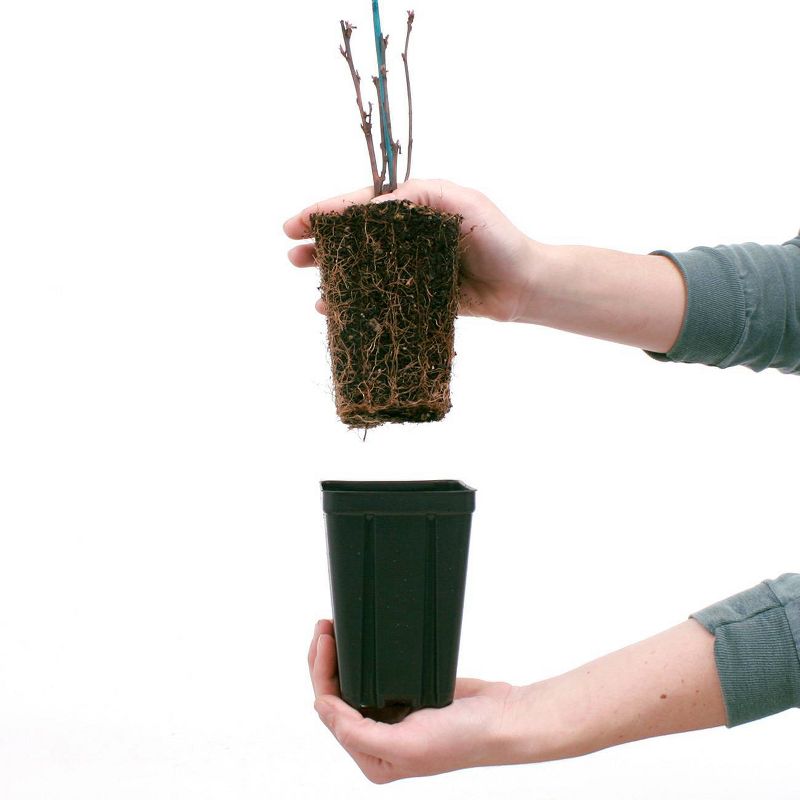 Physocarpus Panther 4" Potted Rocketliners - Van Zyverden