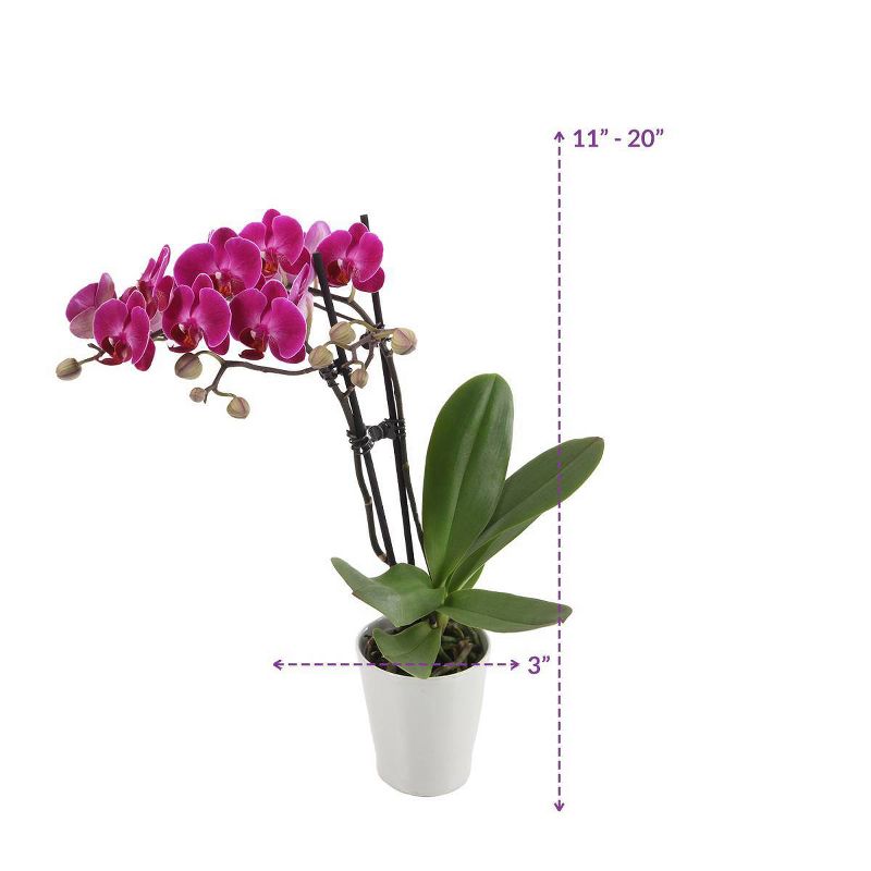 Just Add Ice 3" Purple Orchid in Ceramic