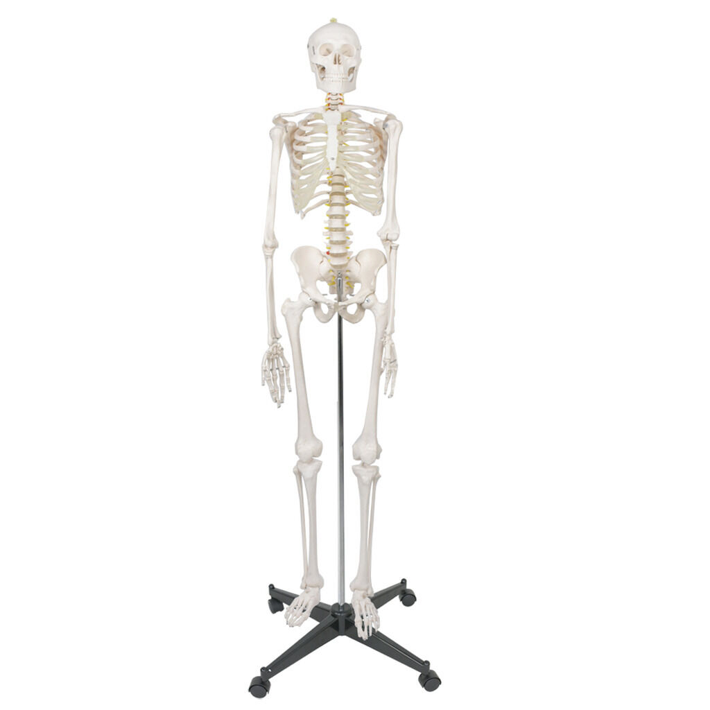 70'' Scientific Human Skeleton Model Anatomical Skeleton with Rolling Stand
