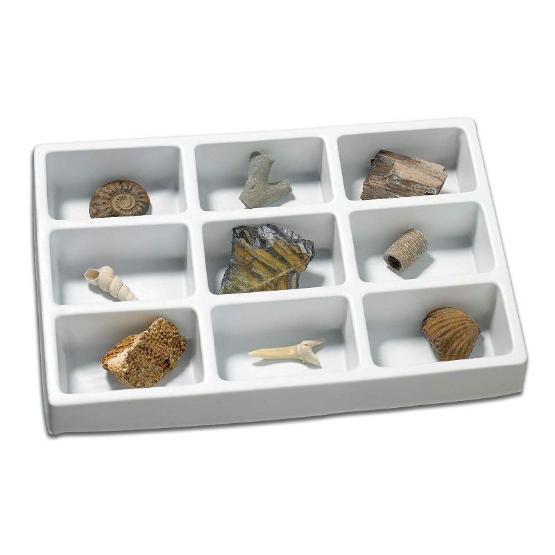 Educational Insights Fossil Collection