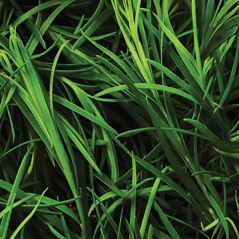 St. Ives Acne Control  Daily Face Cleanser - Tea Tree - 6.4 fl oz