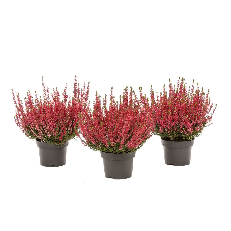 4" Calluna Heather Plant with Red Blooms 3pk - National Plant Network