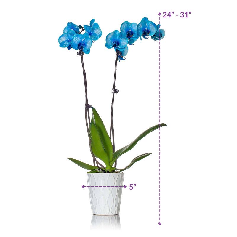 Just Add Ice 5" Blue Watercolor Orchid in Ceramic