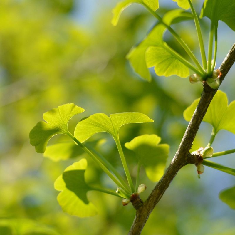 2pk Ginkgo Biloba Tree Grow Kit -Jurrasic Design - The Jonsteen Company