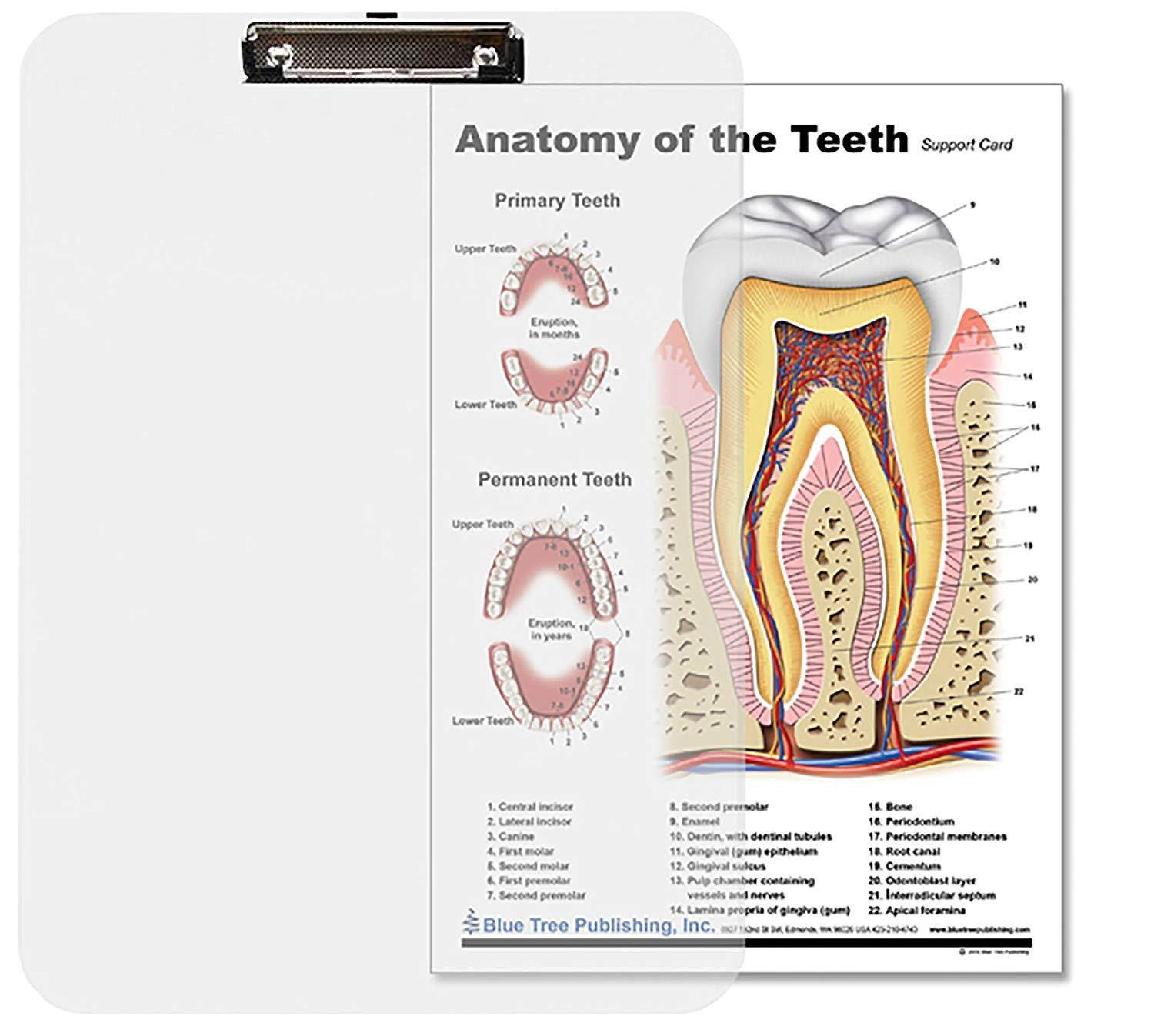 Dental (Tooth Clipboard)