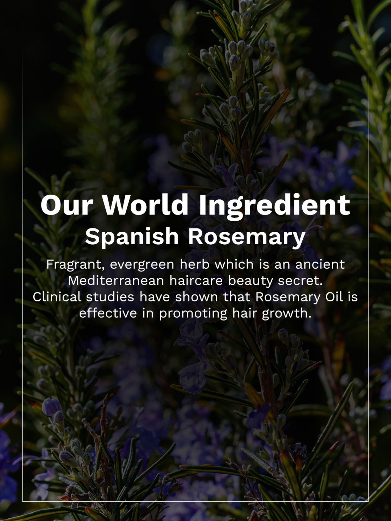 PILGRIM Spanish Rosemary & Biotin Anti-Hairfall Conditioner - 200 ml