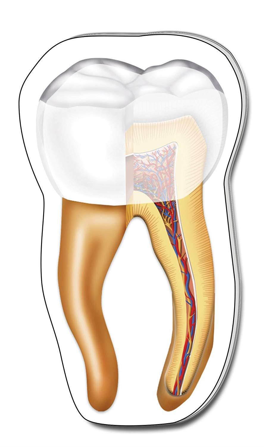 Dentist Dental Hygienist Tooth Sticky Note 4 pack, Paper Count 100