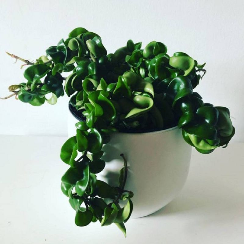 3pk Hoya Hindu Rope Plant - National Plant Network