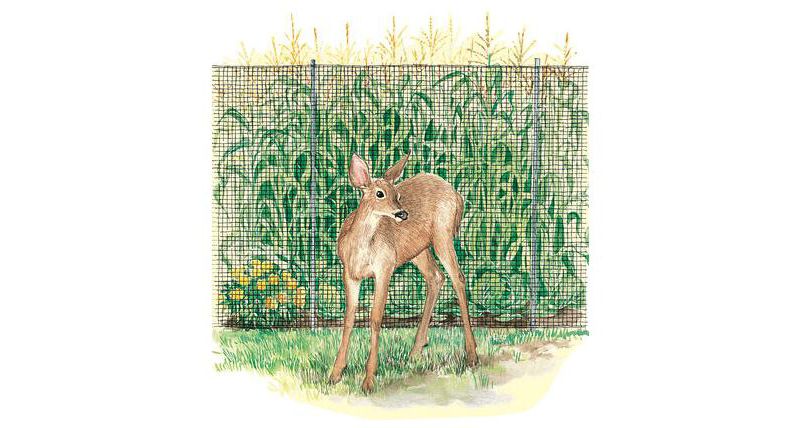 Enchanted Woods Border Edging - GARDENER'S SUPPLY CO.