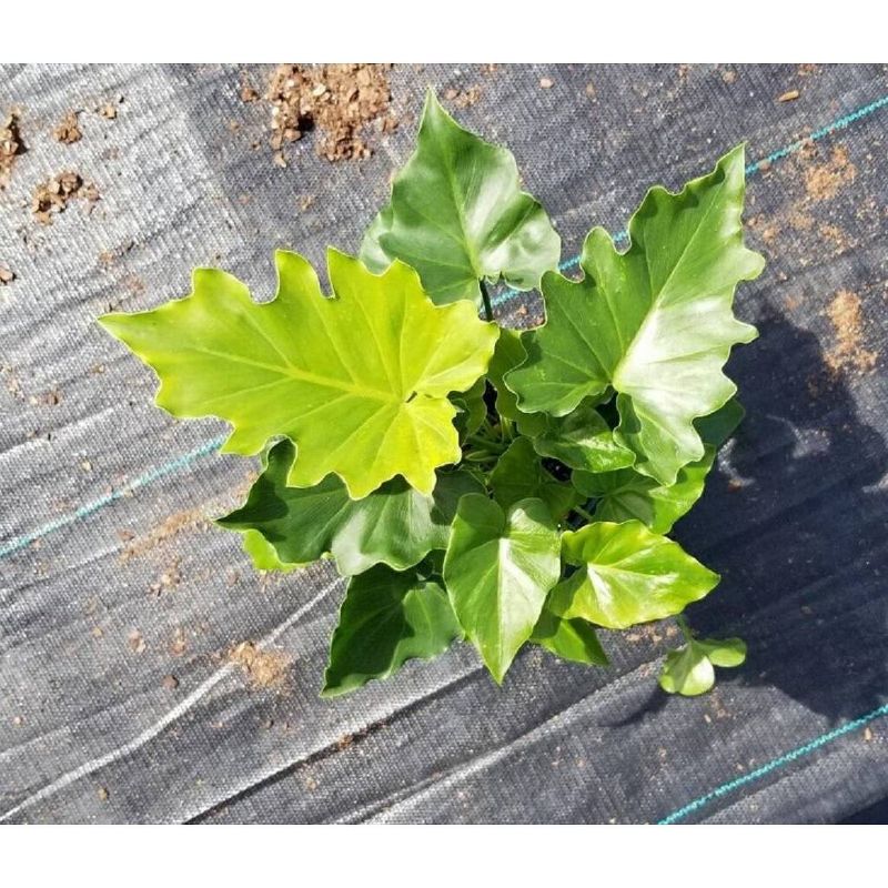 6" Shangri-La Philodendron - National Plant Network