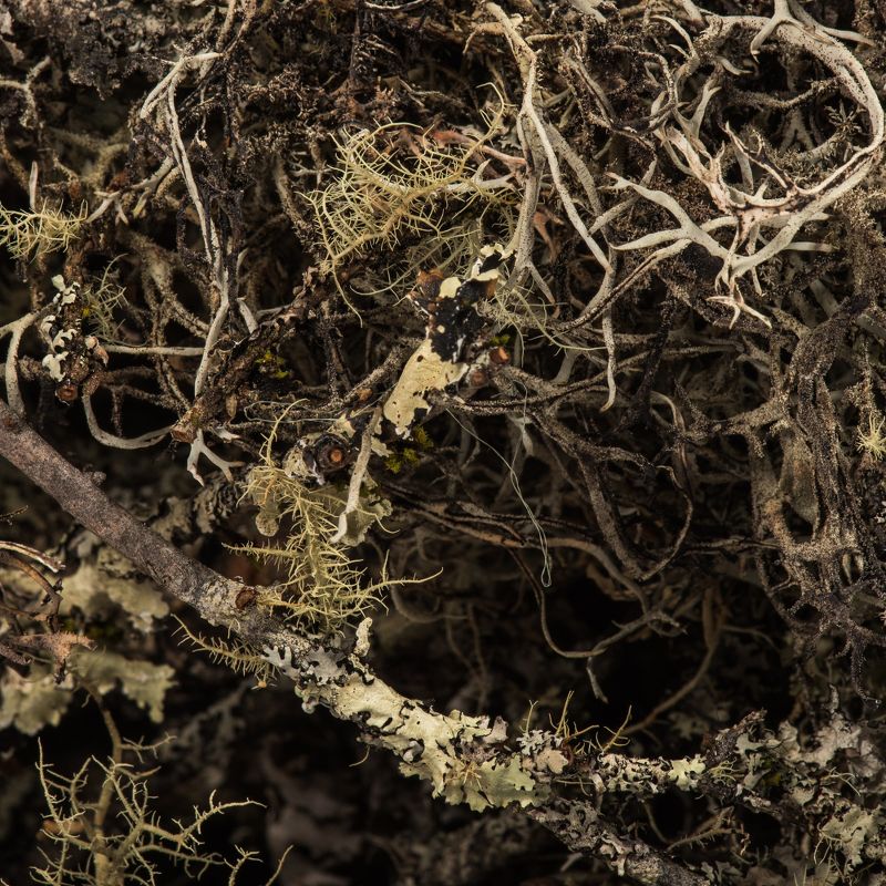 Vickerman Natural Curly Lichen Branches, bulk, Dried