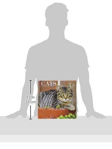 Cats 2017 Wall Calendar