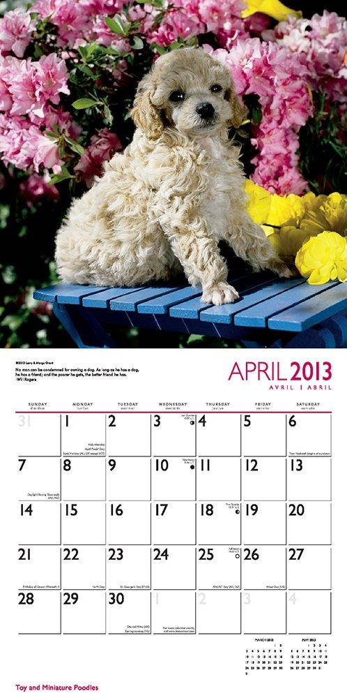 Poodles, Toy And Miniature 2013 Square 12X12 (Multilingual Edition)
