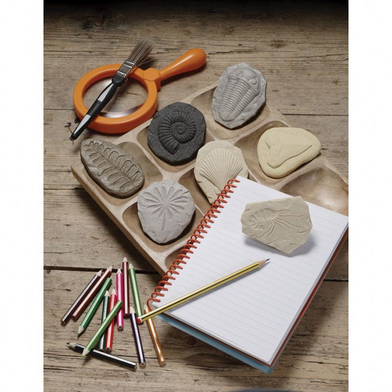 Yellow Door Play and Explore Fossils  - Set of 8