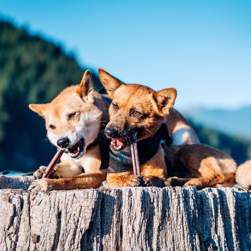 Nudges Protein Biscuit Chicken Dog Treats -16oz