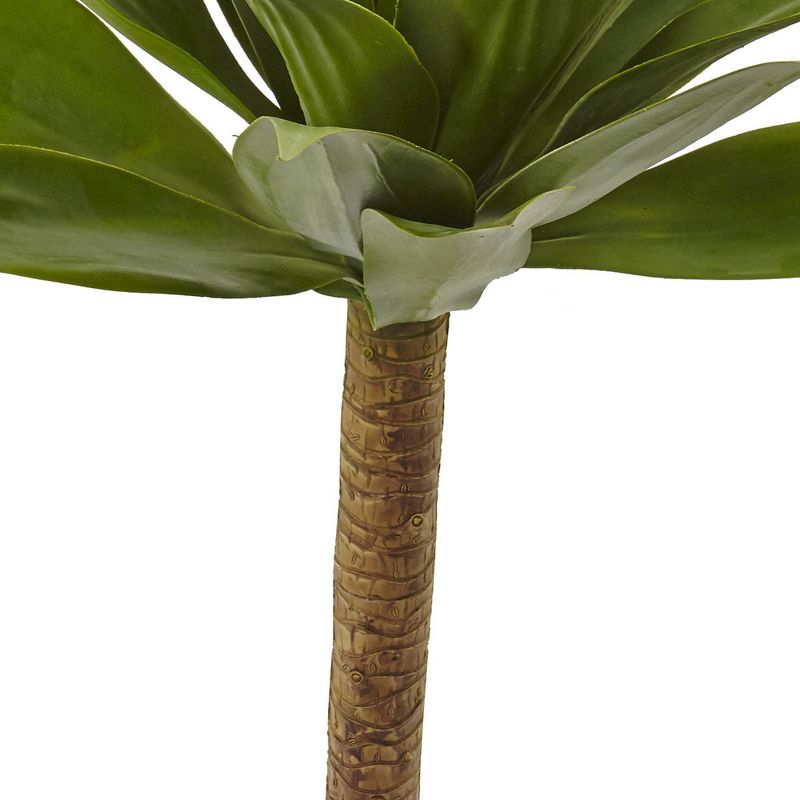 Agave Stem Plant - (32?)