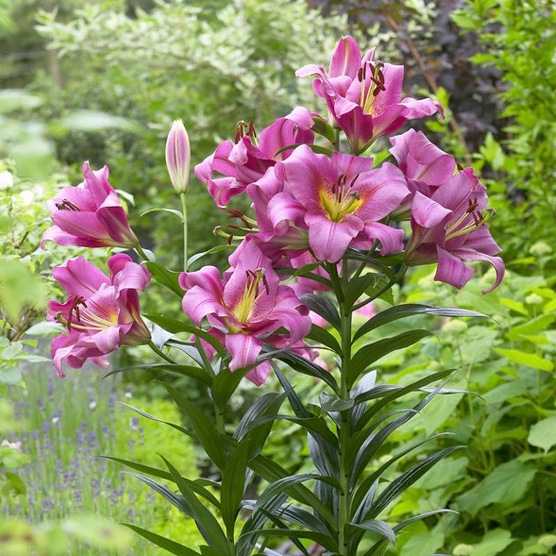 Bluberry 'Tift' 1pc - National Plant Network U.S.D.A Hardiness Zone 7-9 - 2.5 Quart