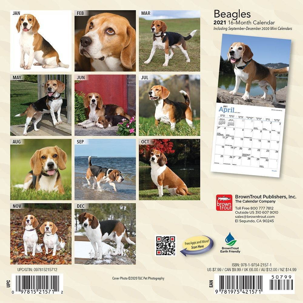 BrownTrout,  Beagle 2021 Mini Wall Calendar 2021