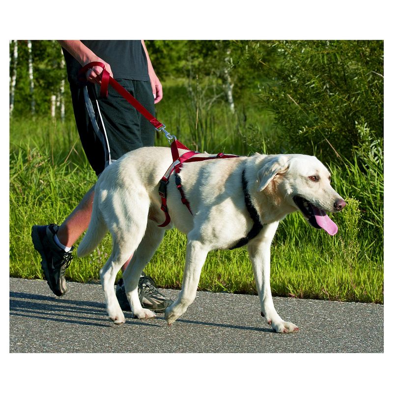 Safety Light Auto Dog Collar