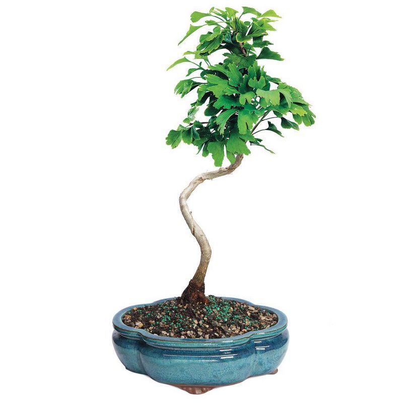 Medium Ginkgo Outdoor Live Plant - Brussel's Bonsai