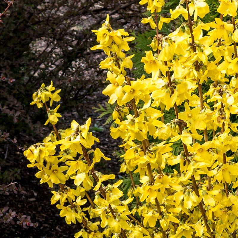 3ct Forsythia Magical Gold 4" Potted Rocketliners Plants - Van Zyverden