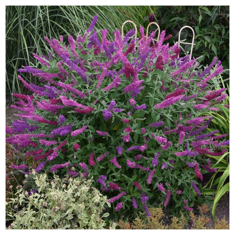 Bluberry 'Tift' 1pc - National Plant Network U.S.D.A Hardiness Zone 7-9 - 2.5 Quart