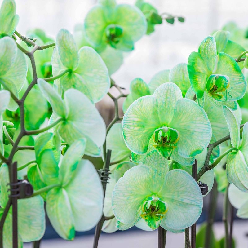 Just Add Ice 5" Green Watercolor Orchid in Ceramic