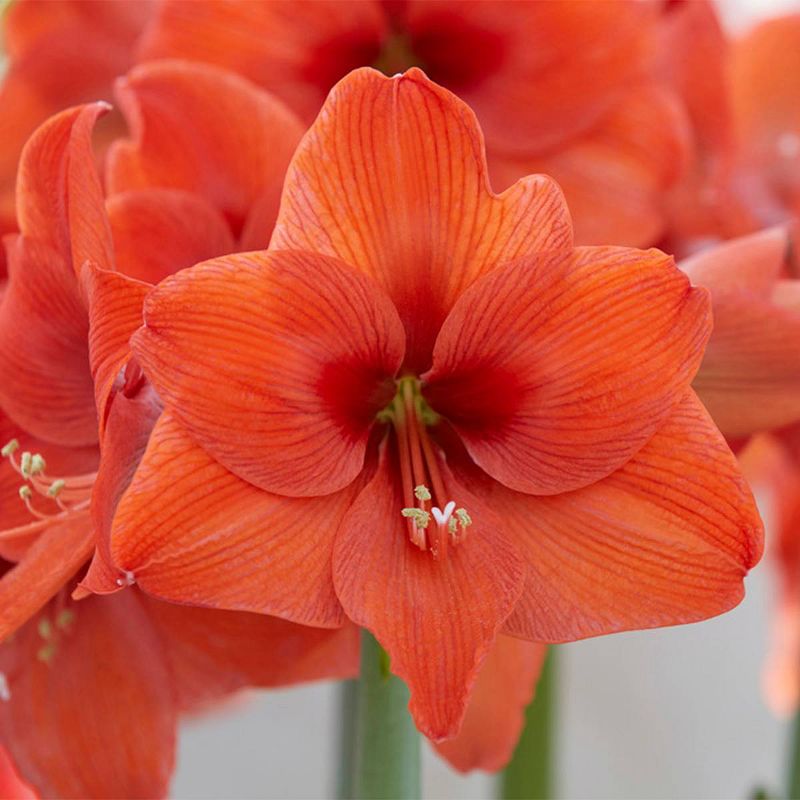 1ct Amaryllis Naranja Bulb - Van Zyverden