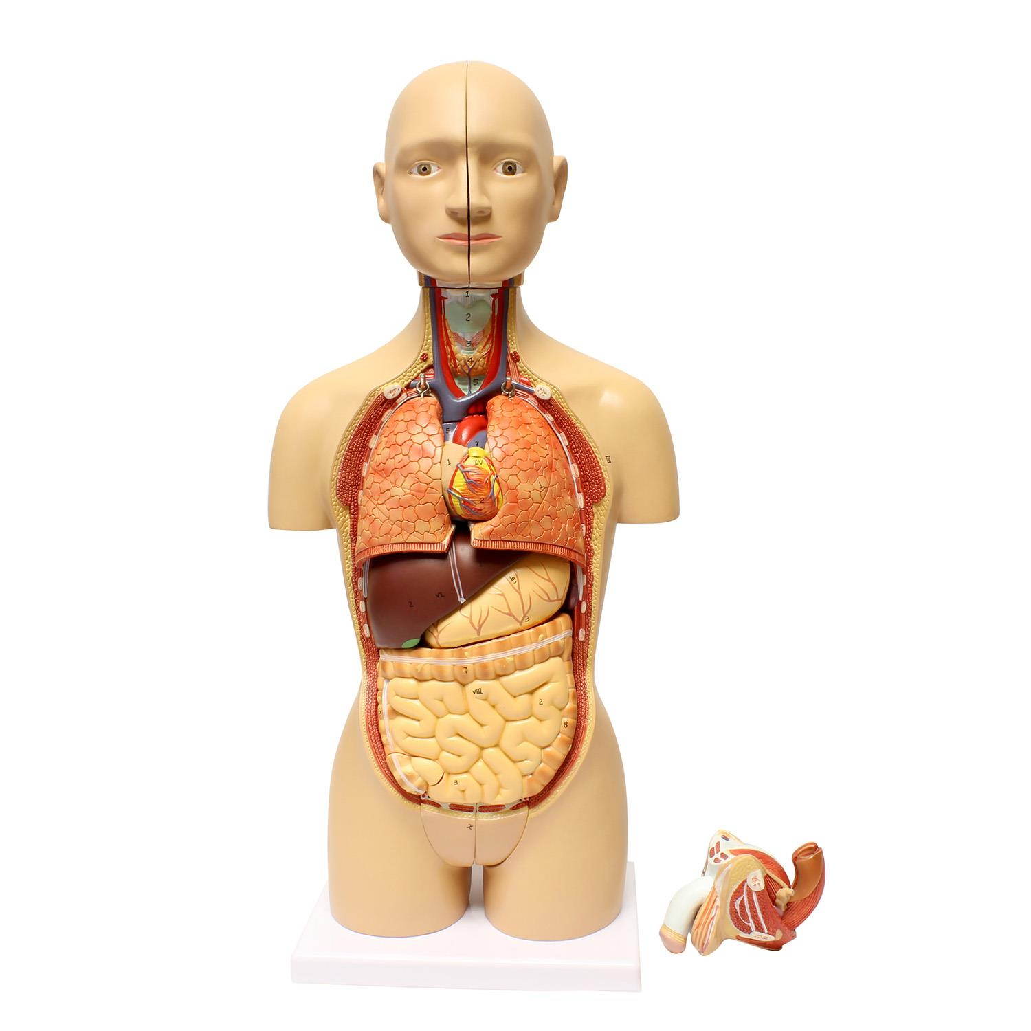 MonMed | Human Torso Model &ndash; 17&rdquo; Inch Human Body Model Removable Organs