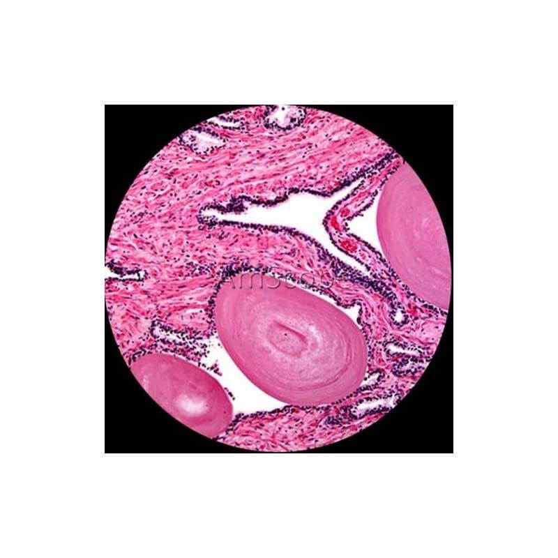 40X-2000X Trinocular Biological Compound LED Microscope + 3.0MP Digital Camera