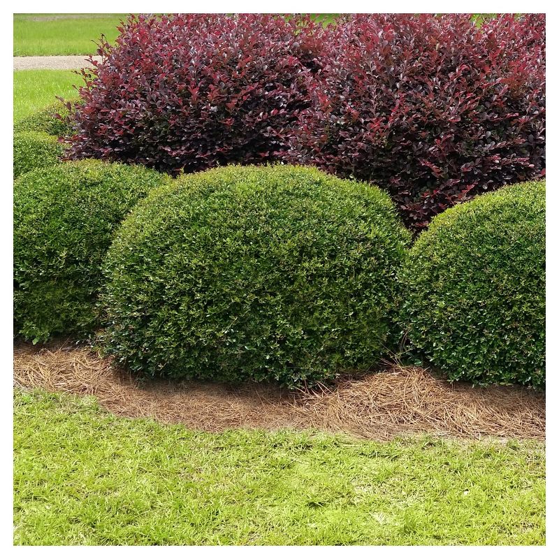 Holly Dwarf Yaupon 1pc - National Plant Network U.S.D.A Hardiness Zone 7-11 - 2.5 Quart