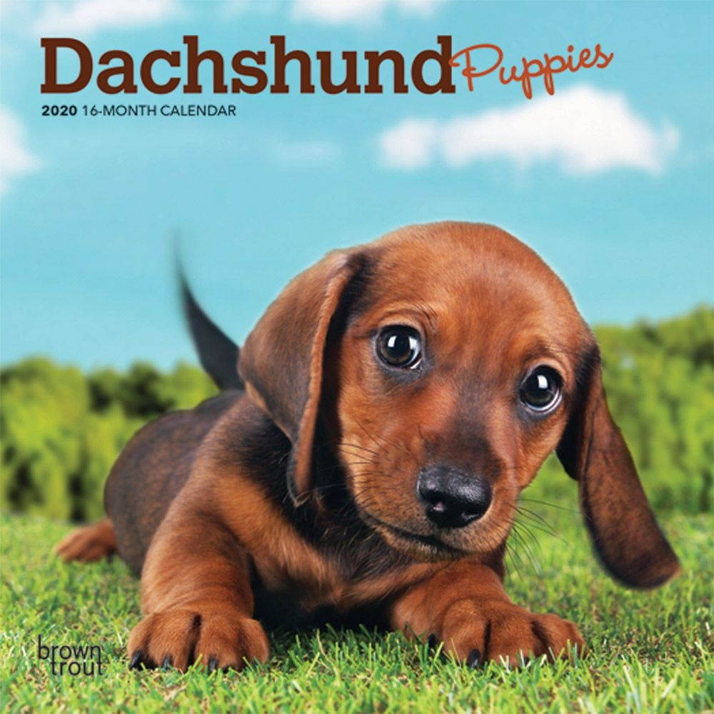 BrownTrout,  Dachshund Puppies 2021 Mini Calendar 2021