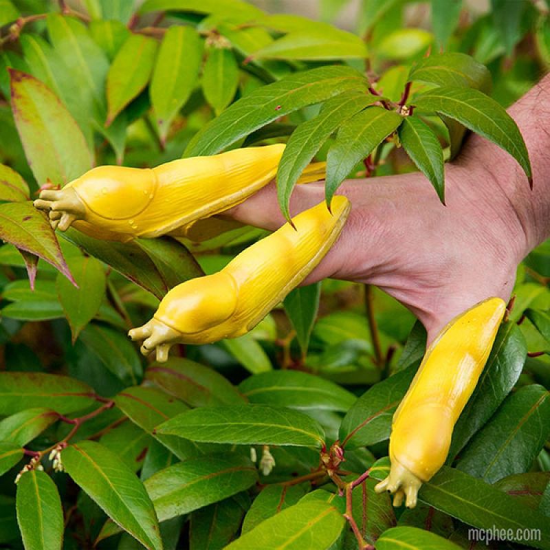 Kaplan Early Learning Old MacDonald Book and Finger Puppet Set