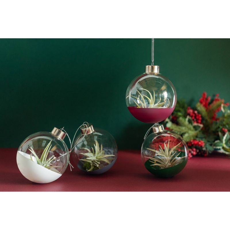 Van Zyverden Roses Mikado Root Stock