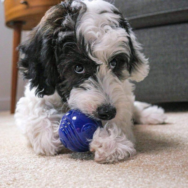 Rocco & Roxie Supply Co. Interactive Fun Dog Toy Balls - 2.5"