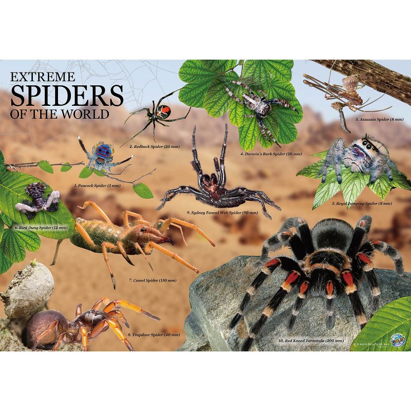 WILD! Science Environmental Science Extreme Spiders of the World - For Ages 6+