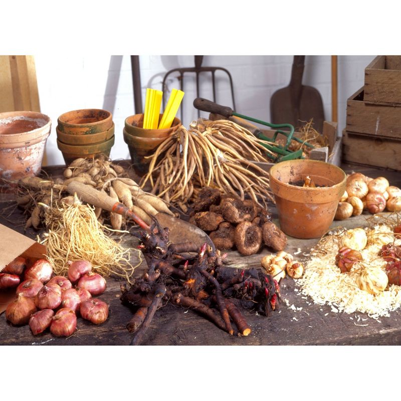 Bluberry 'Tift' 1pc - National Plant Network U.S.D.A Hardiness Zone 7-9 - 2.5 Quart