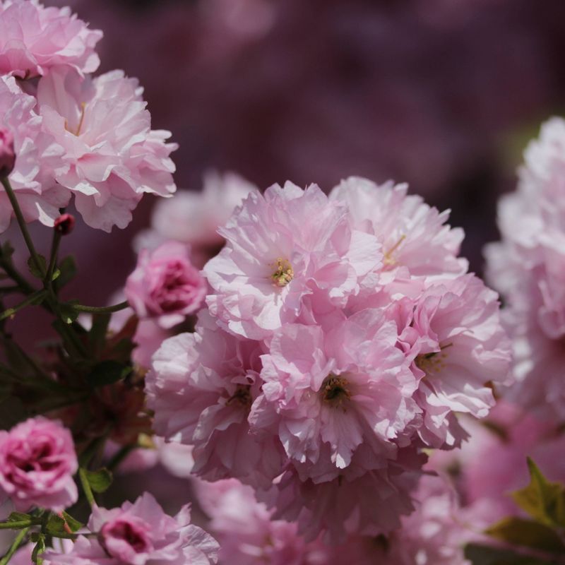 2pk Flowering Cherry Blossom Seed Grow Kit - The Jonsteen Company