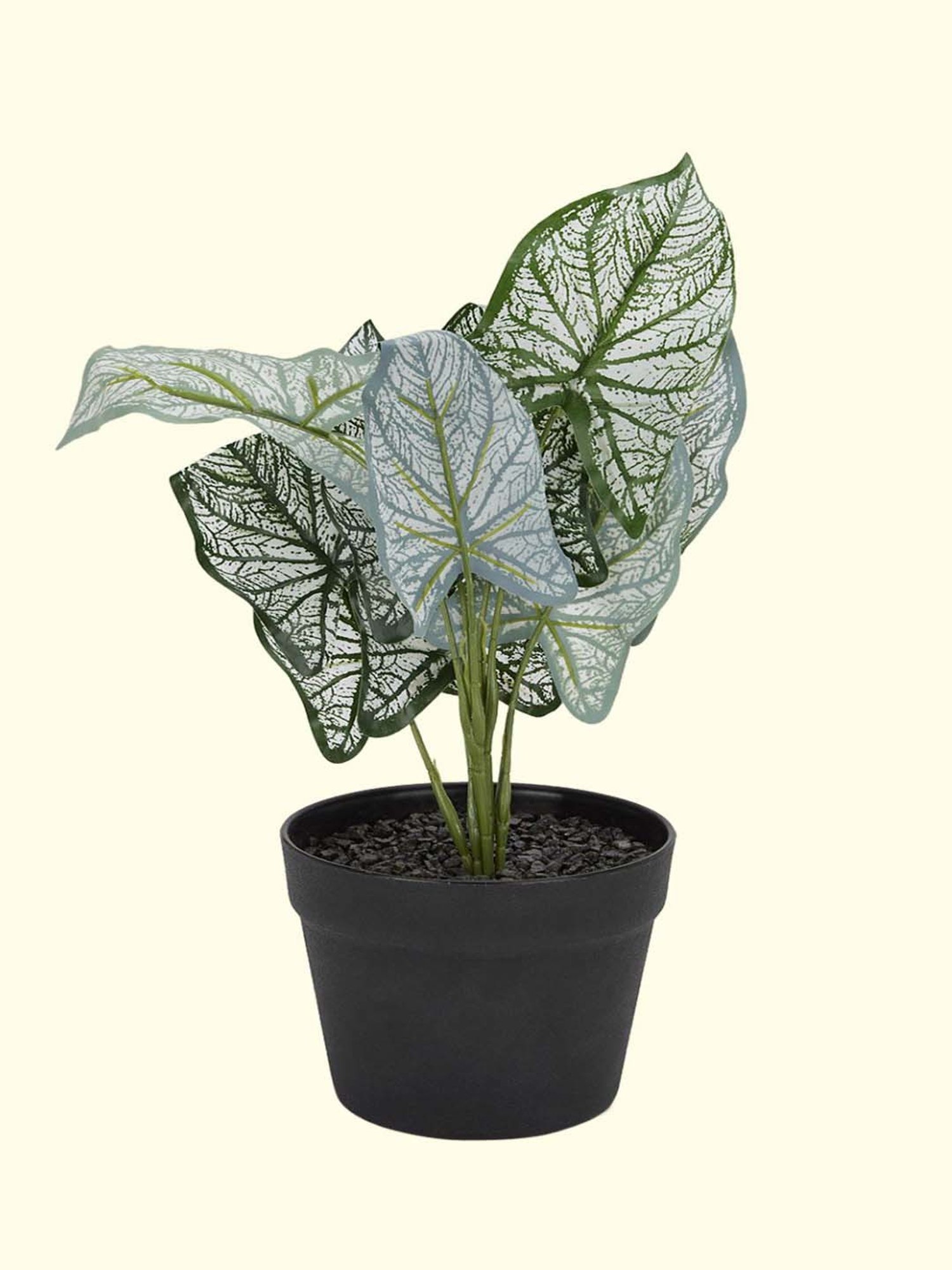 Living Scapes by Pantaloons Green Plastic Planter