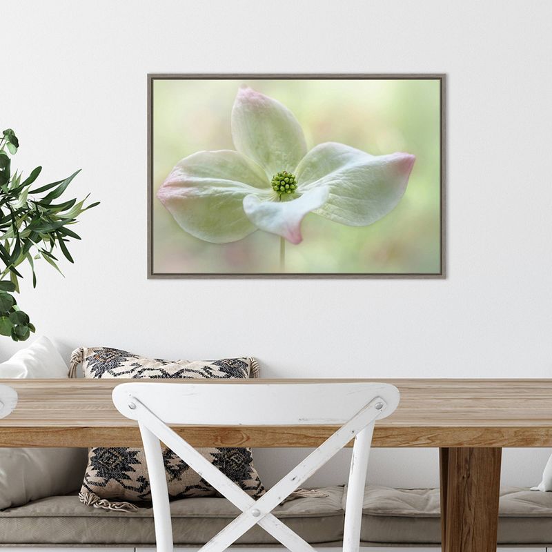 23" x 16" Cornus Kousa Flower Close Up by Jacky Parker Framed Canvas Wall Art - Amanti Art