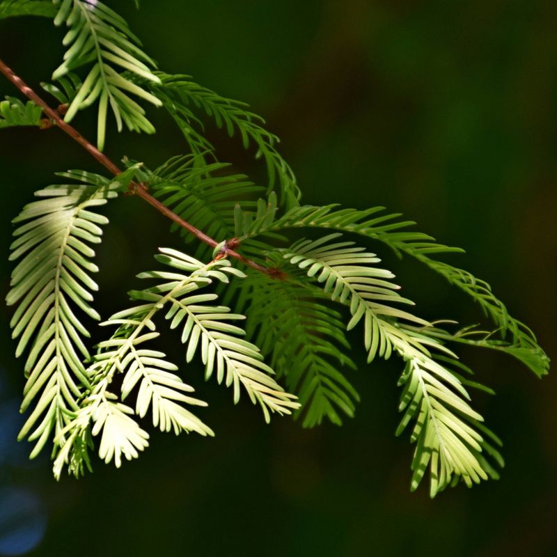 2pk Dawn Redwood Tree Seed Grow Kit -Jurrassic Design - The Jonsteen Company